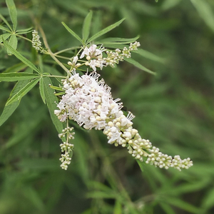 Silver Spires White Vitex, Chaste Tree, Vitex agnus-castus 'Silver Spires'